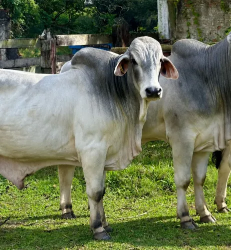 Touro Brahman P.O Registrado 