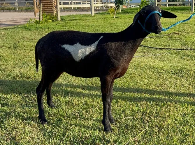 Ovelhas Mestiças Santa Inês 
