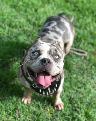 American Bully Exotic para Acasalamento