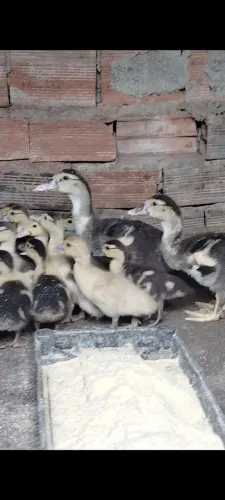 Patinhos