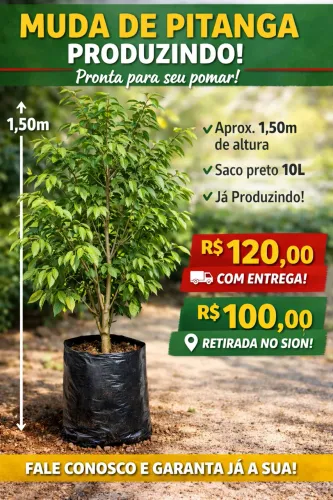 Pitangueira Produzindo