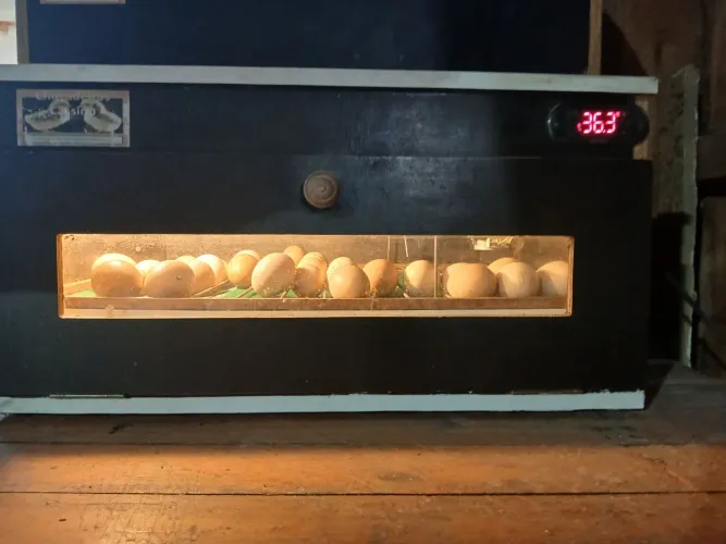 Chocadeira de ovos
