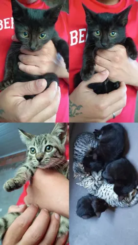 Doação gatinhas filhote