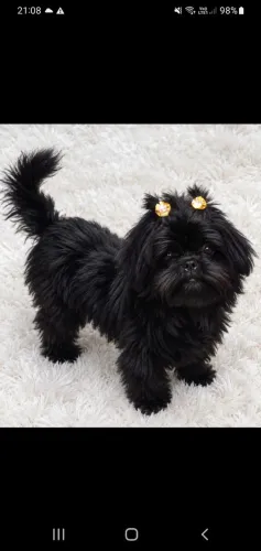 Shih tzu mini toi 1 ano e 8 meses