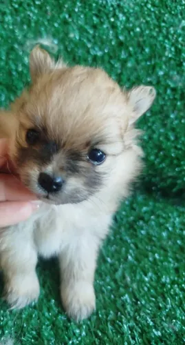 Spitz Alemão Um Amor De Filhote