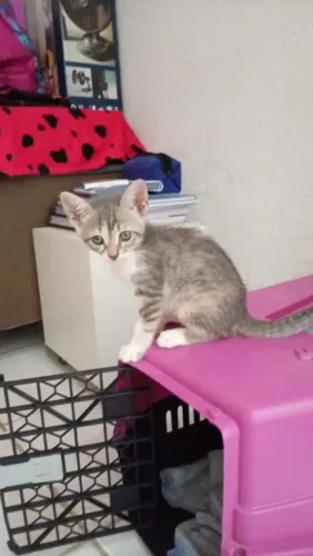 Linda gatinha pra adoção