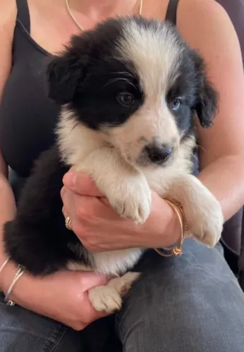 Filhote de cachorro Border Collie brincalhão ideal para chácaras e casas
