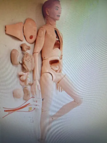 BONECO ANATOMICO