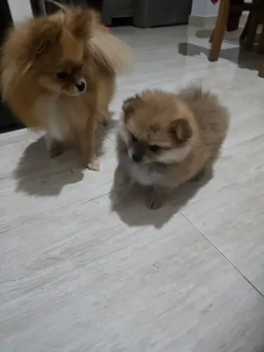 VENDO LULU DA POMERÂNIA (FÊMEA)