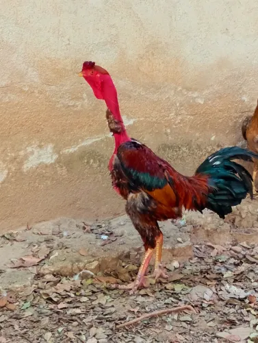 Vendo galo gigante polaco