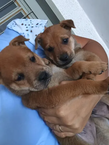 Cachorro, raça chow chow com vira lata 