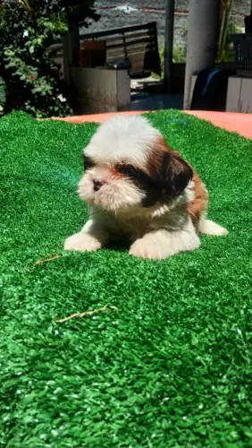 Shih tzu disponível