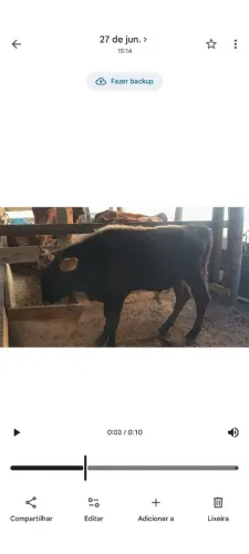 Touro Jersey um ano e meio já reproduzindo