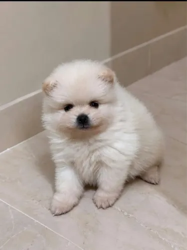 LULU DA POMERÂNIA PEDIGREE