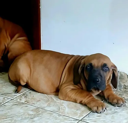 Filhote de fila brasileiro femea