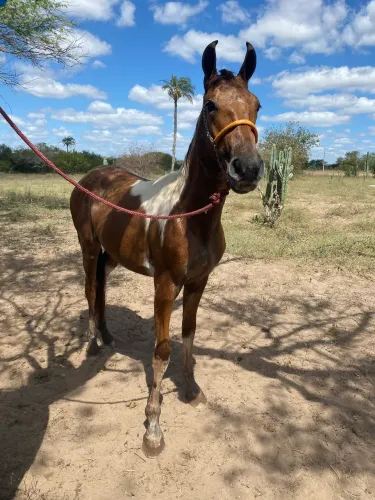 Cavalo mangalarga marchado