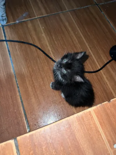 Doa-se gatinho filhote