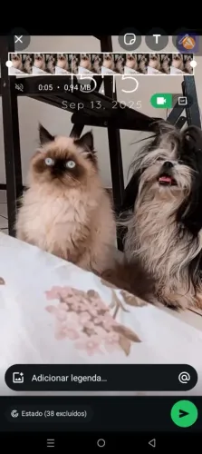 Gato persa procura namorada 