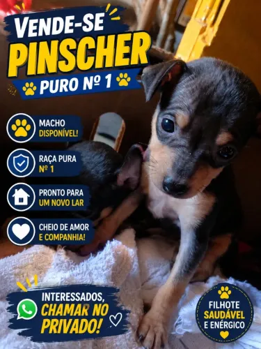Pincher puro n1