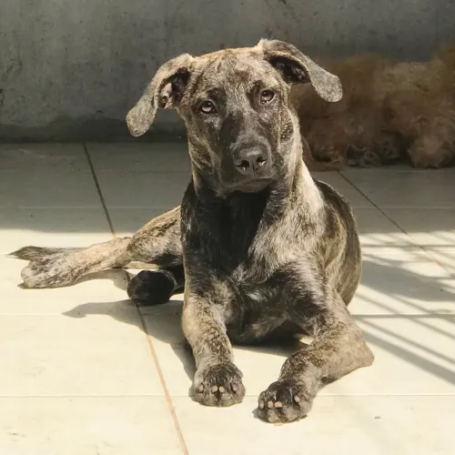 Doa-se cachorro