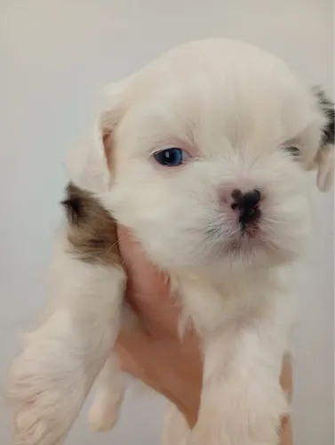 Cachorro