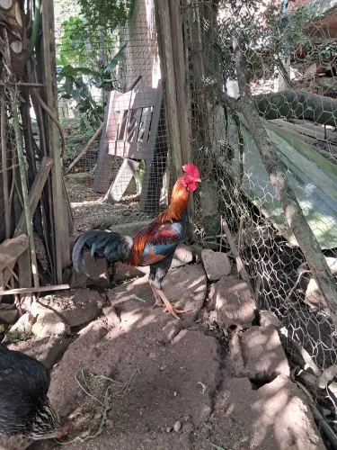 Frango índio 