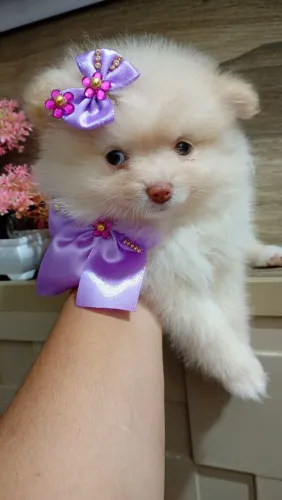 Lindas fêmea ?