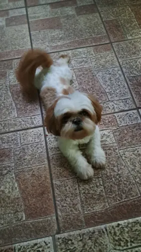 Shitzu para namoro