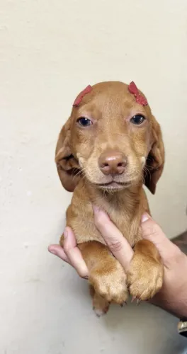 Um verdadeiro Dachshund para quem aprecia a raça