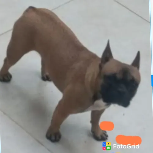 Buldogue Francês Fêmea adulta Promoção Pedigree CBKC