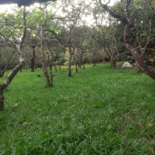 Vende-se grama batatais