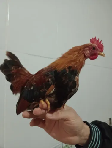 Mini garnizés