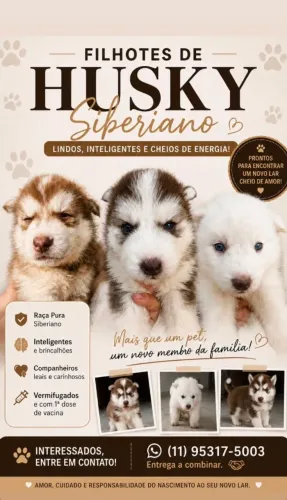 Vendo estes lindos filhotes Husky olhos azul