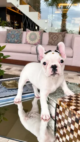 Filhote de Bulldog francês fêmea