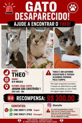 Doação de gato