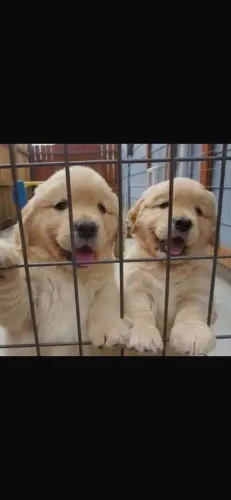 Doação de filhotes de golden