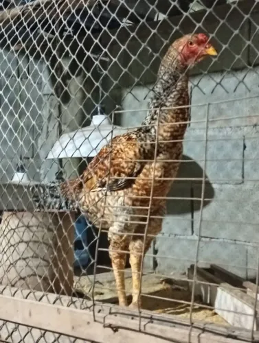Galo indio bom preço olhar descrição