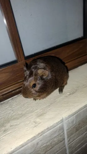 Porquinho da índia macho