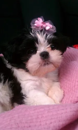 Filhotes De ShihTzu - Seu Novo Melhor Amigo Pode Estar Aqui!