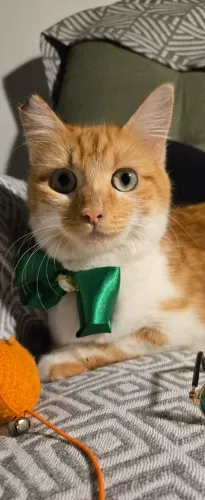 Gata castrada linda para adoção