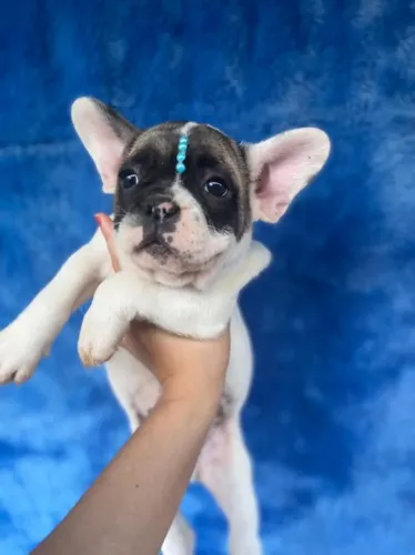 Bulldog frances muito fofo
