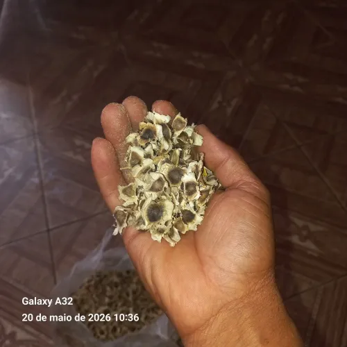 100 grama de semente de moringa Oliveira para plantar. 