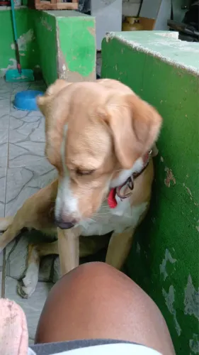 Doação de labrador mestiço