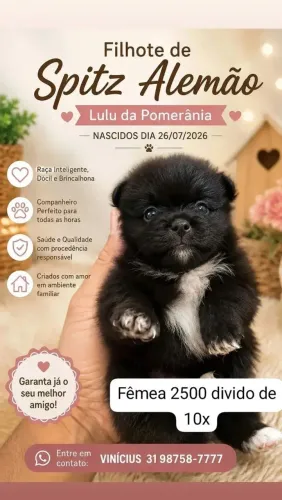 Lulu da Pomerânia fêmea filhote  40 dias
