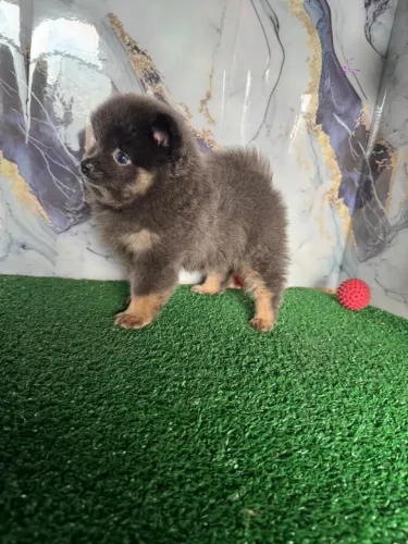 Spitz alemão anao com 50 dias vacinado 