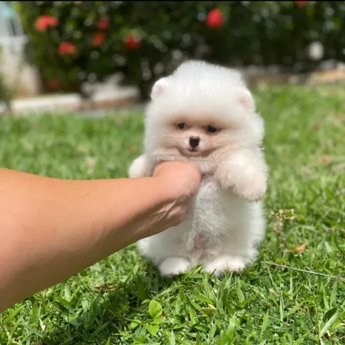Lulu da Pomerânia Os Verdadeiros Ursinhos Pedigree CBKC