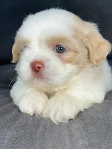 Shihtzu filhotes lambeijos de amor !