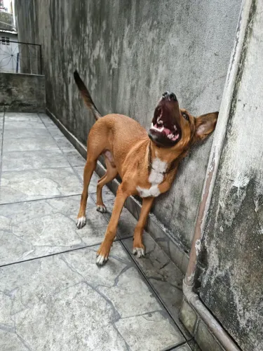 Doação de filhote