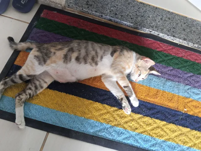 Gata pra doação.