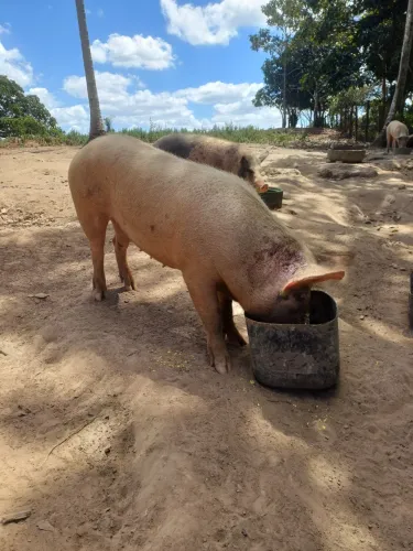 Vende-Se 5 Porcos